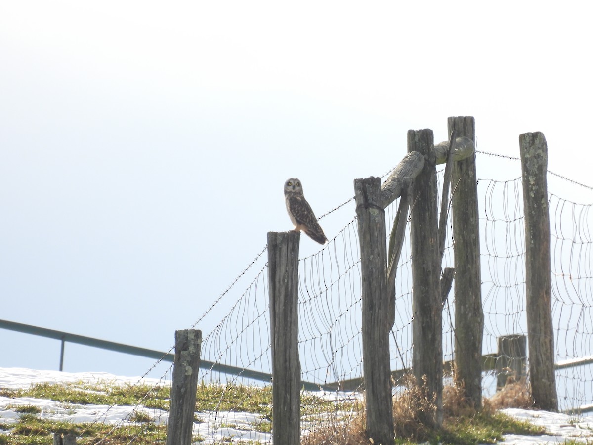 Short-eared Owl - ML647139204