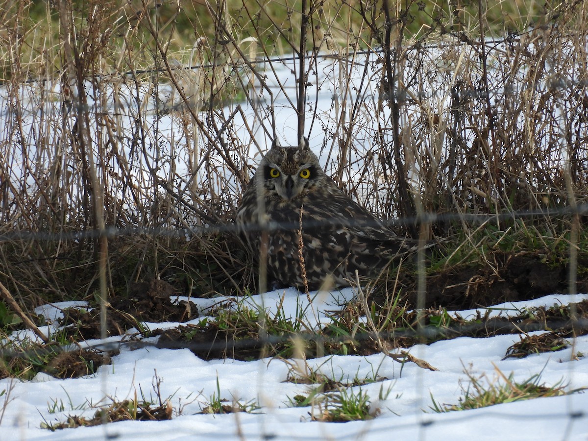 Short-eared Owl - ML647139205