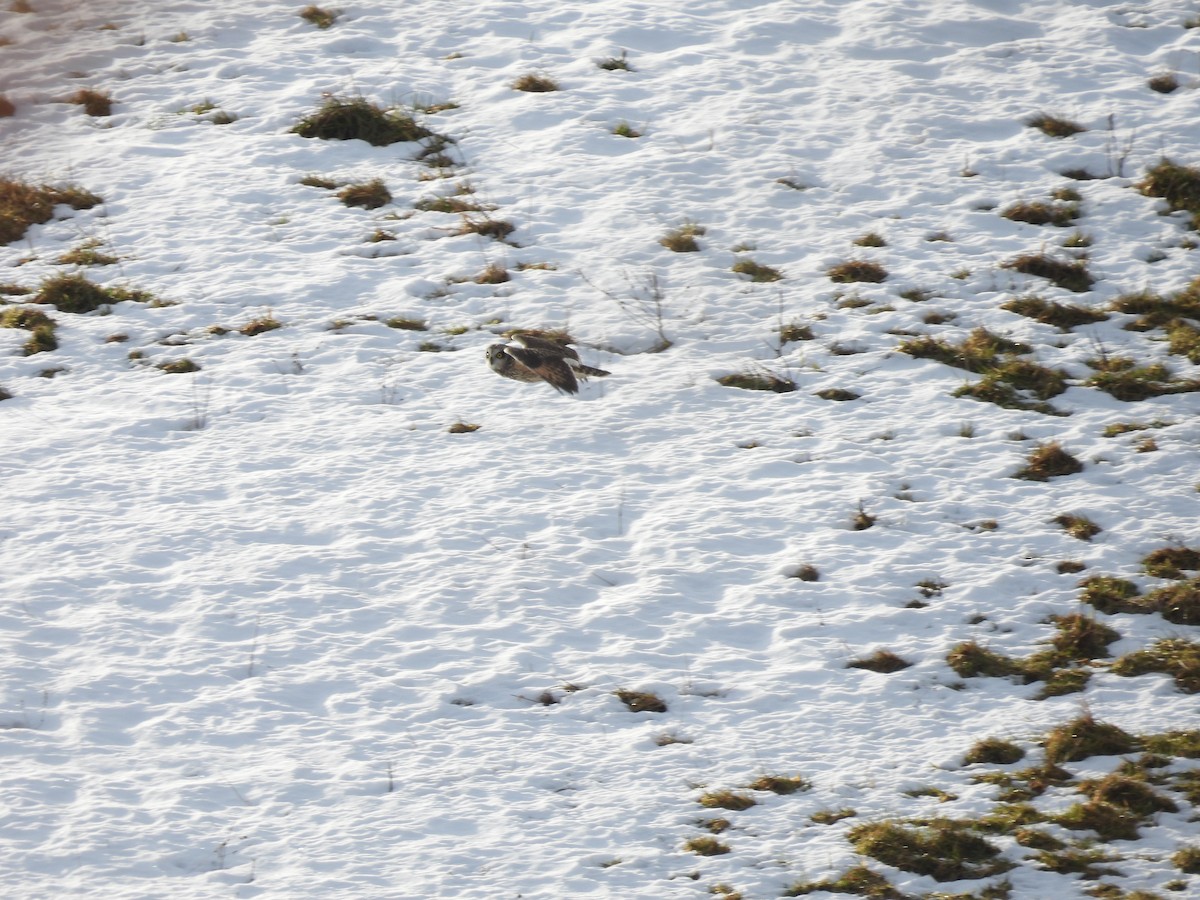 Short-eared Owl - ML647139206