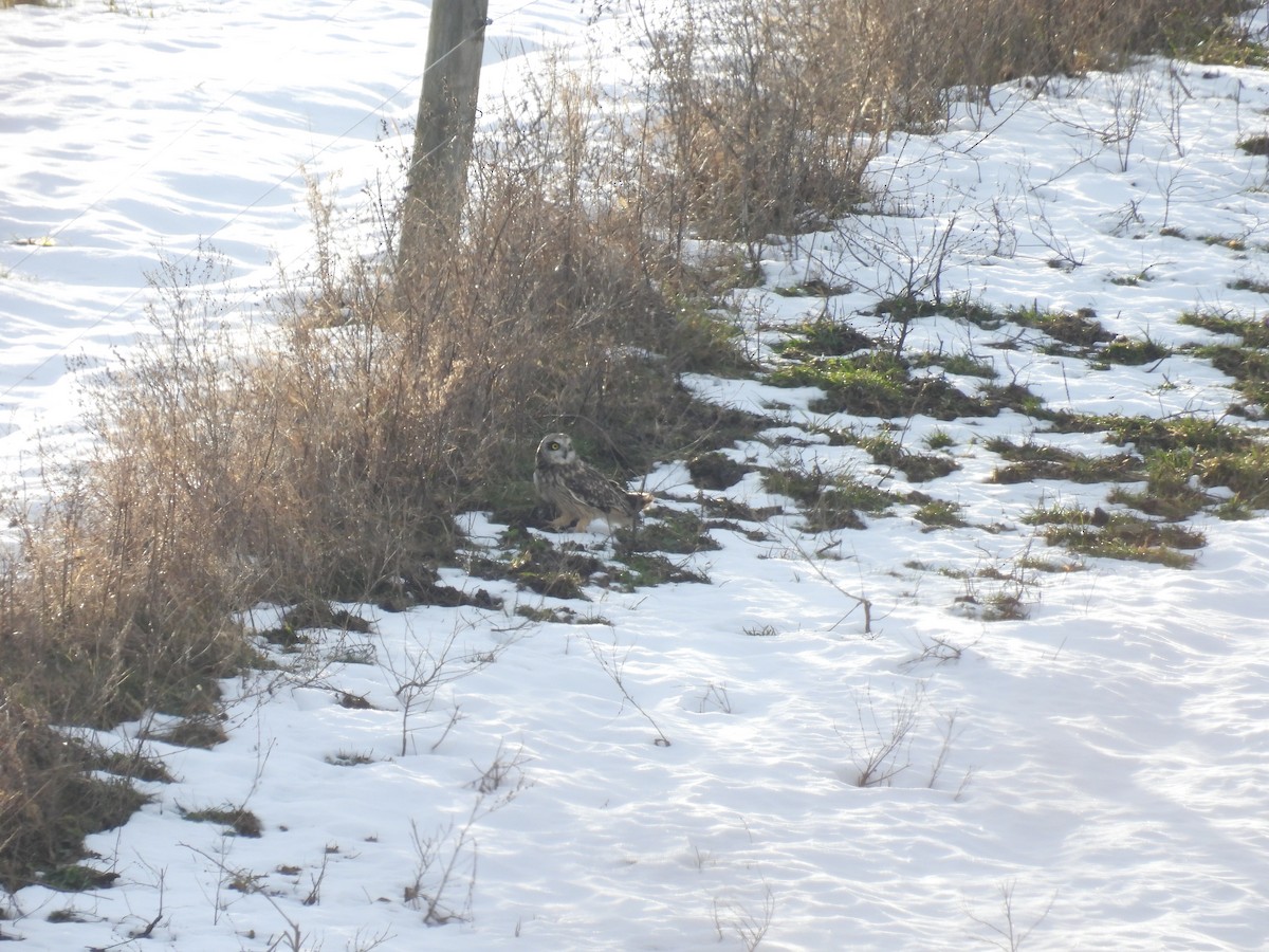 Short-eared Owl - ML647139207