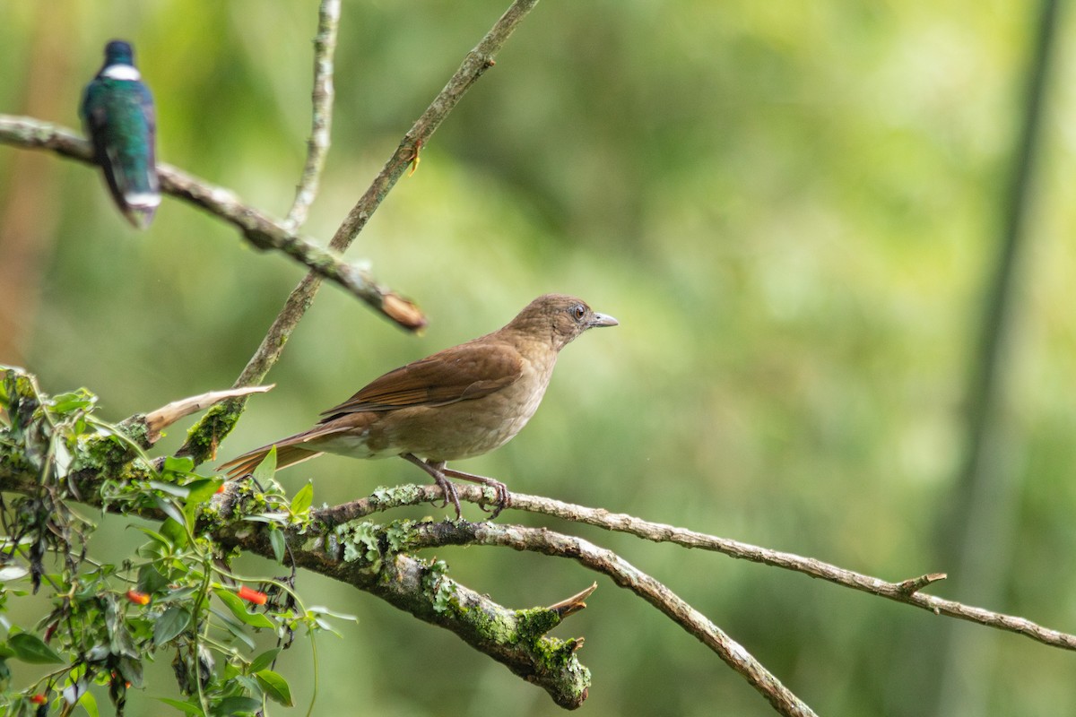 Cocoa Thrush - ML647139212