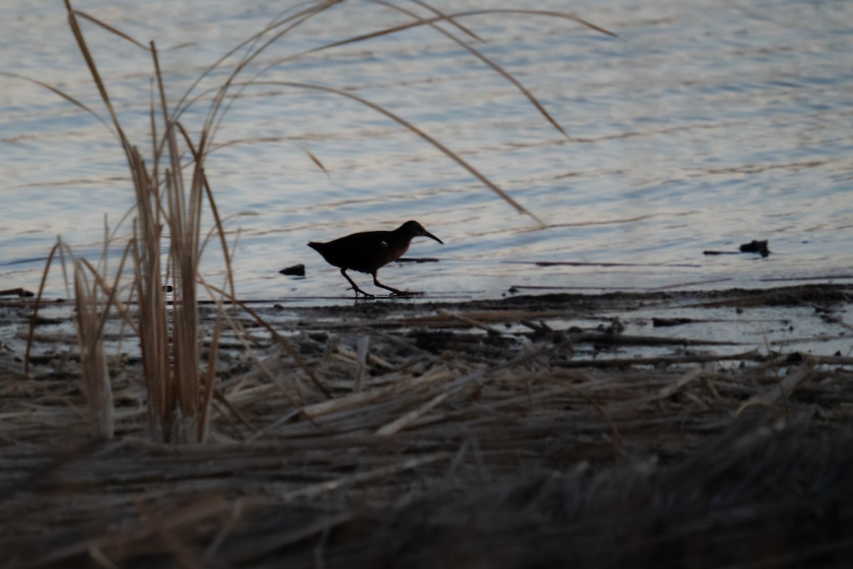 Virginia Rail - ML647139213