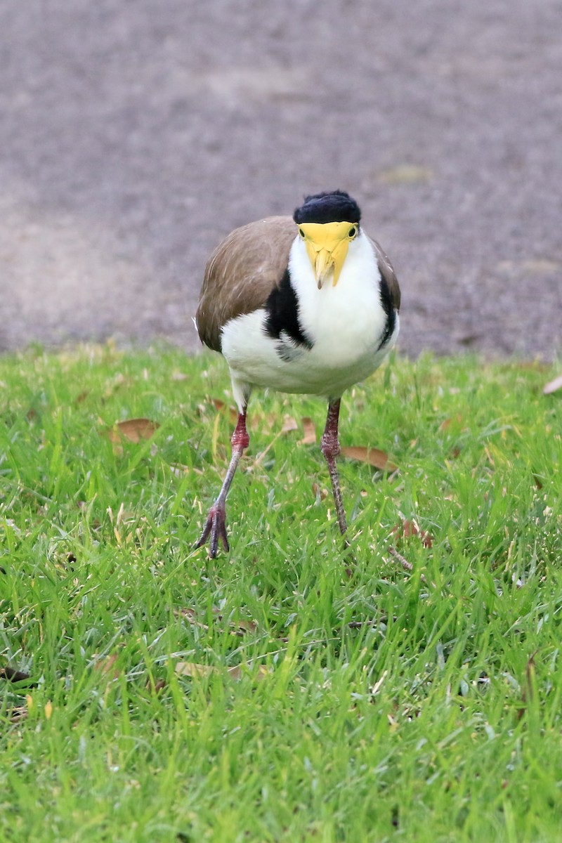 Masked Lapwing - ML647139248