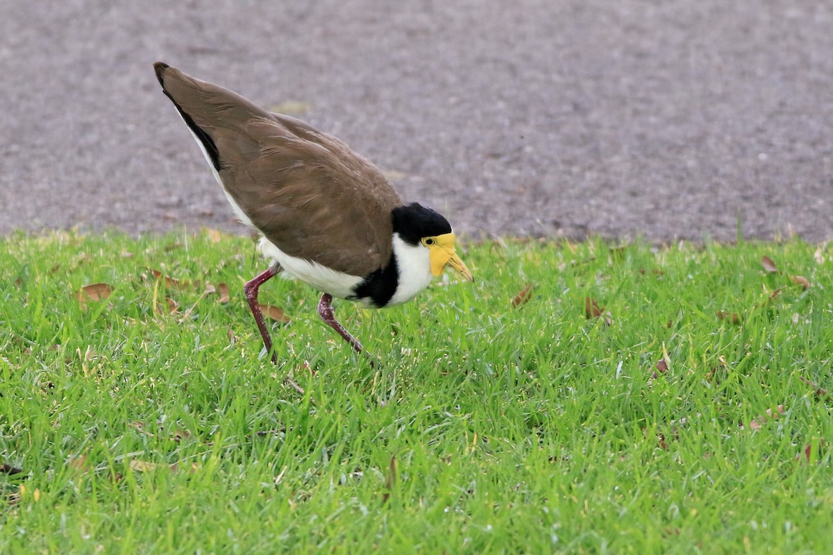 Masked Lapwing - ML647139249