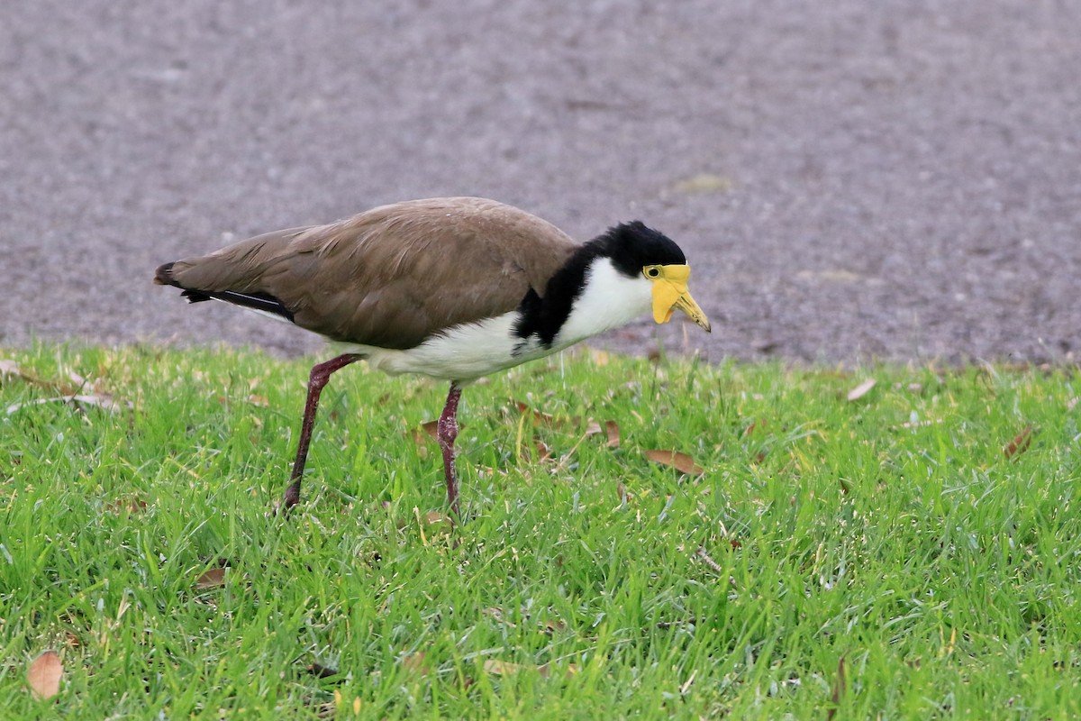 Masked Lapwing - ML647139250