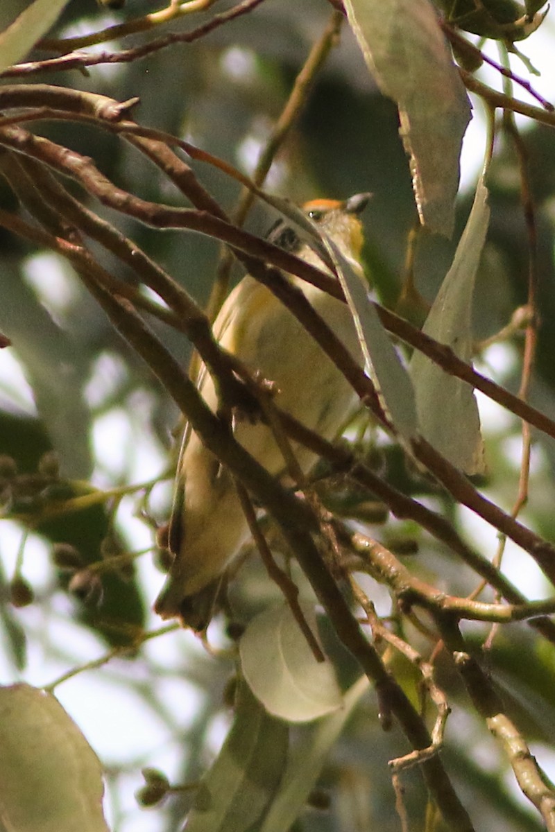 Striated Pardalote - ML647139252