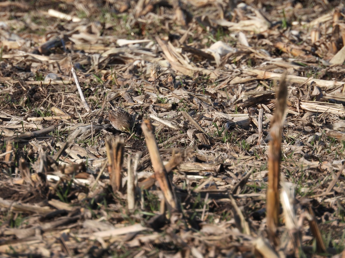 Жайворонок рогатий - ML647139254