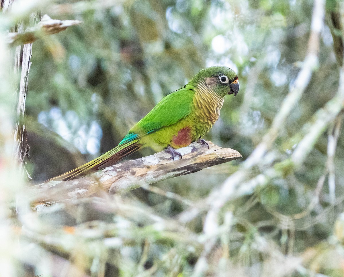 Maroon-bellied Parakeet - ML647139257