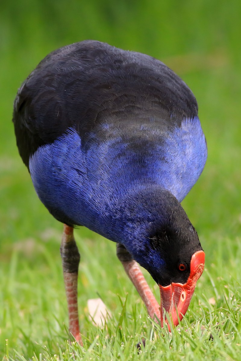 Australasian Swamphen - ML647139259