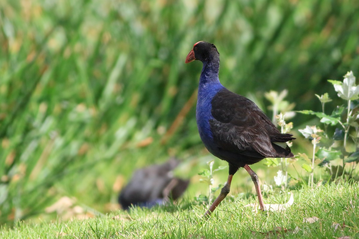 Australasian Swamphen - ML647139260