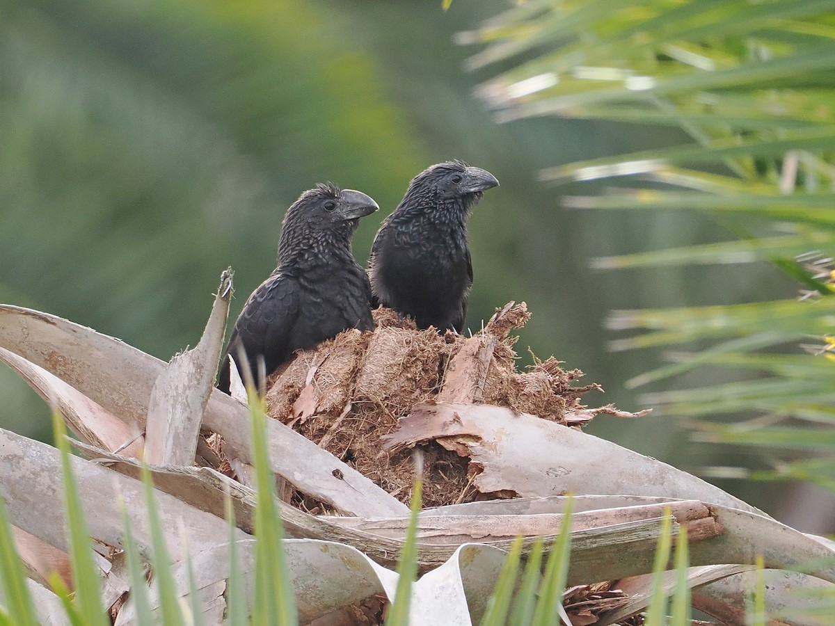 Smooth-billed Ani - ML647139261