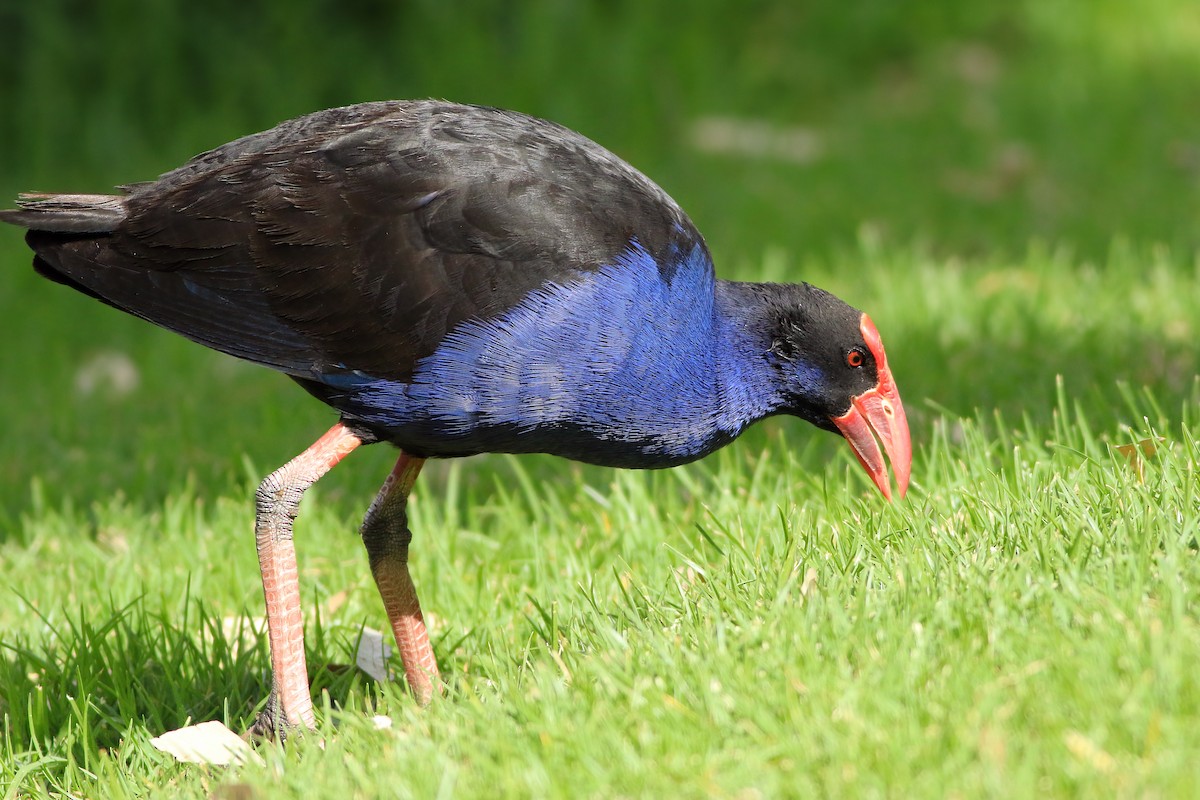 Australasian Swamphen - ML647139262