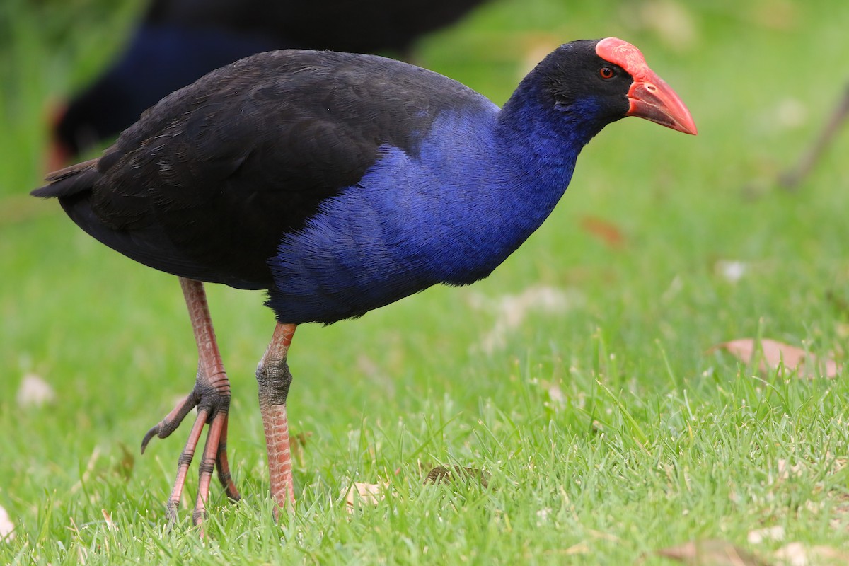 Australasian Swamphen - ML647139263