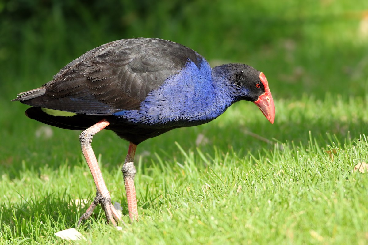 Australasian Swamphen - ML647139264