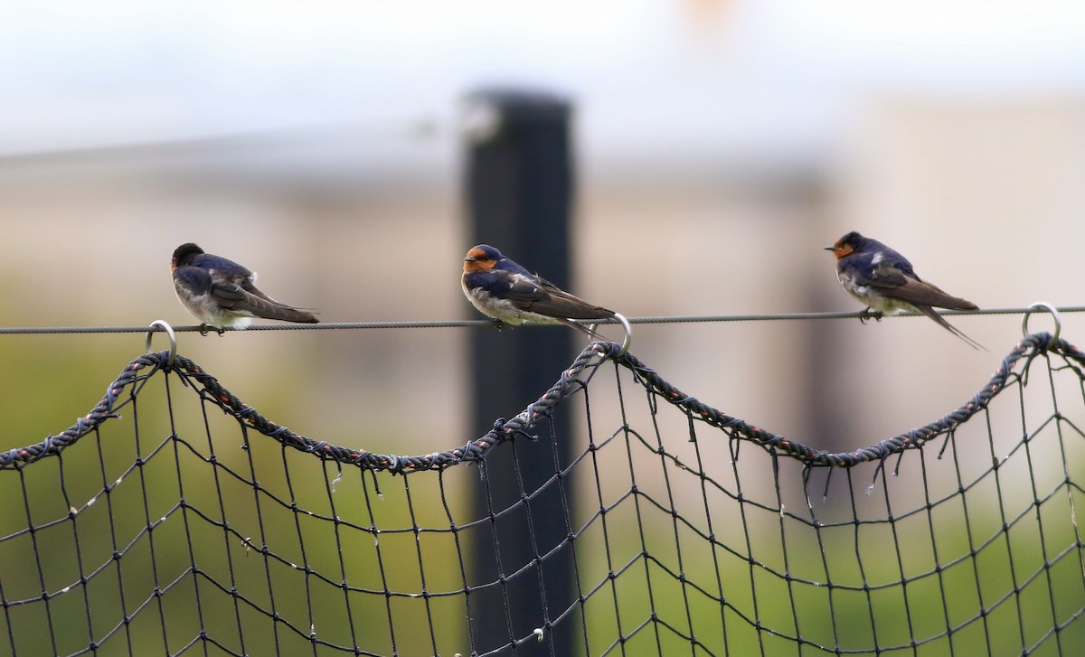 Welcome Swallow - ML647139274