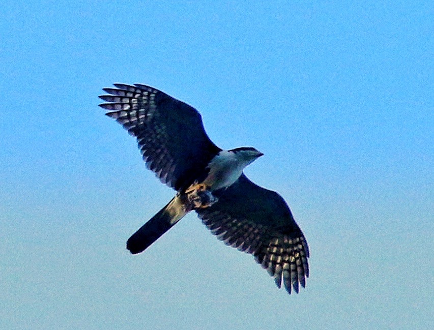 Black Goshawk - ML647139275