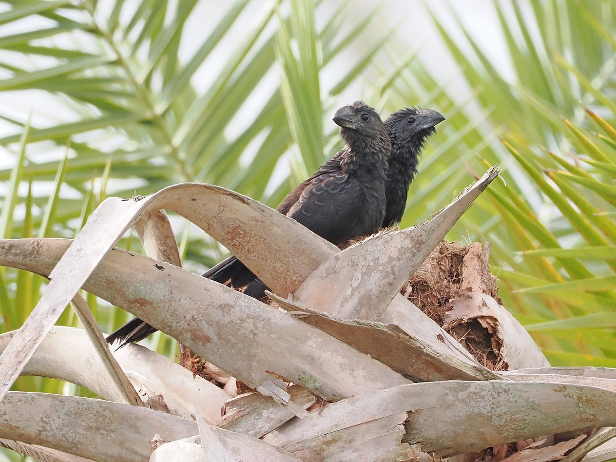 Smooth-billed Ani - ML647139276