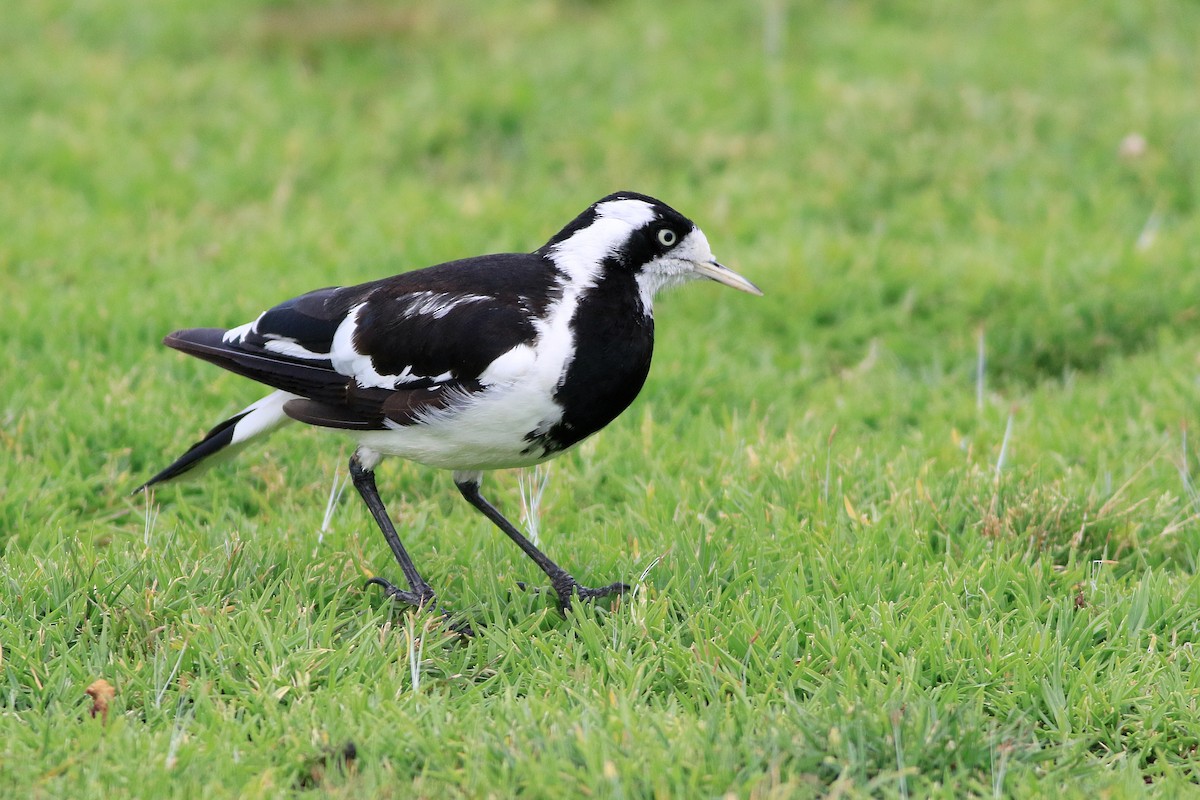 Magpie-lark - ML647139283