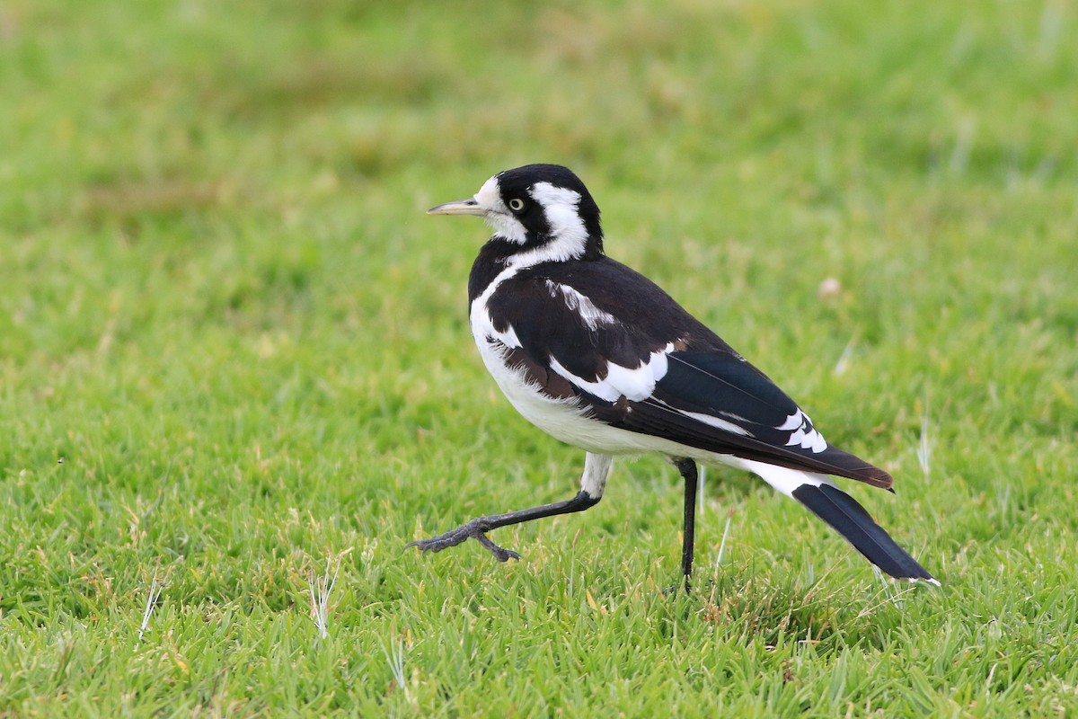 Magpie-lark - ML647139284
