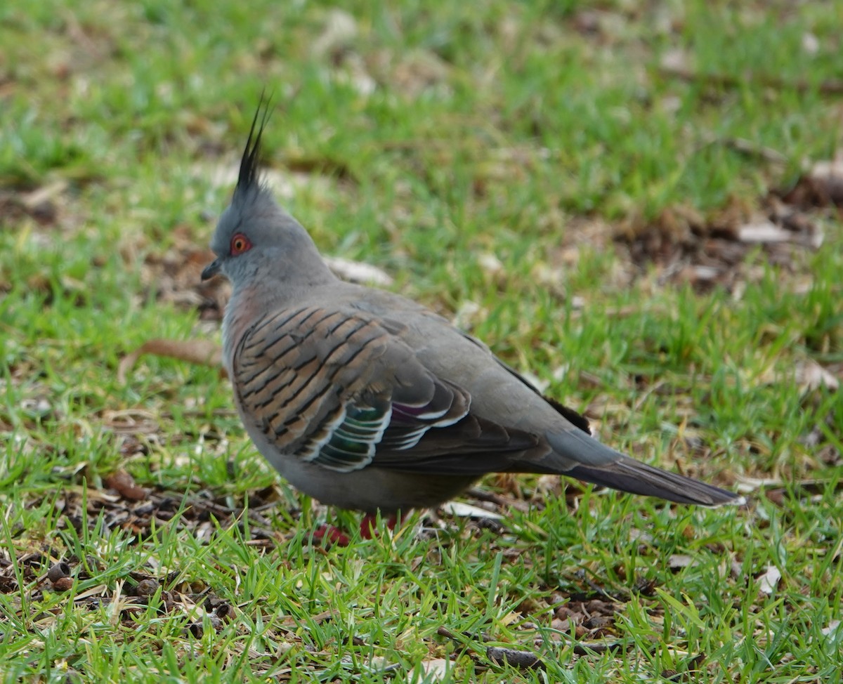 Spitzschopftaube - ML647139288