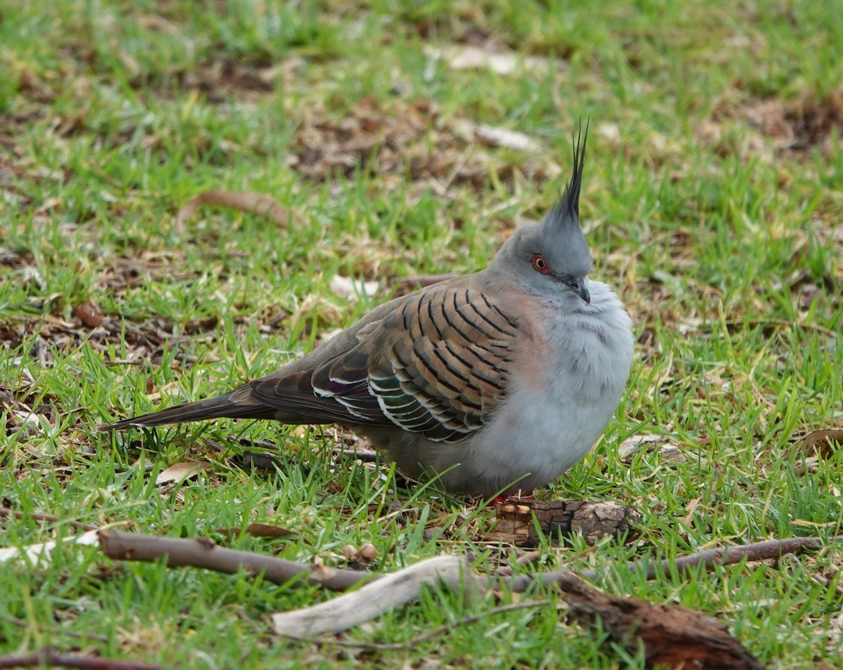 Spitzschopftaube - ML647139289