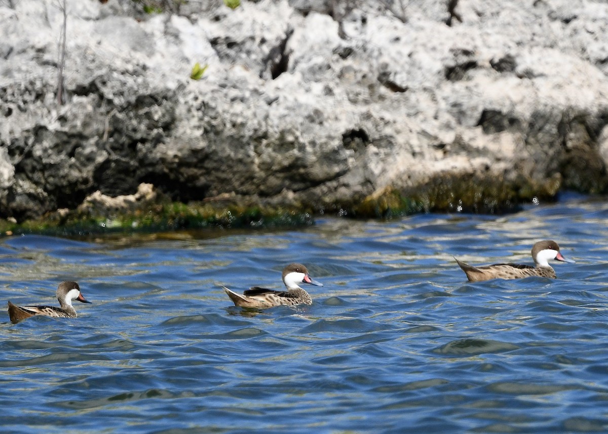 Bahamaente - ML647139291