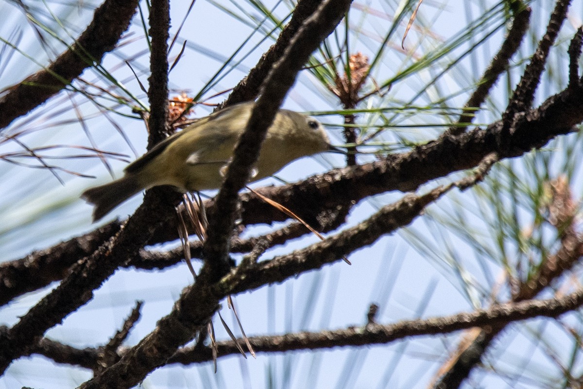 Ruby-crowned Kinglet - ML647139298