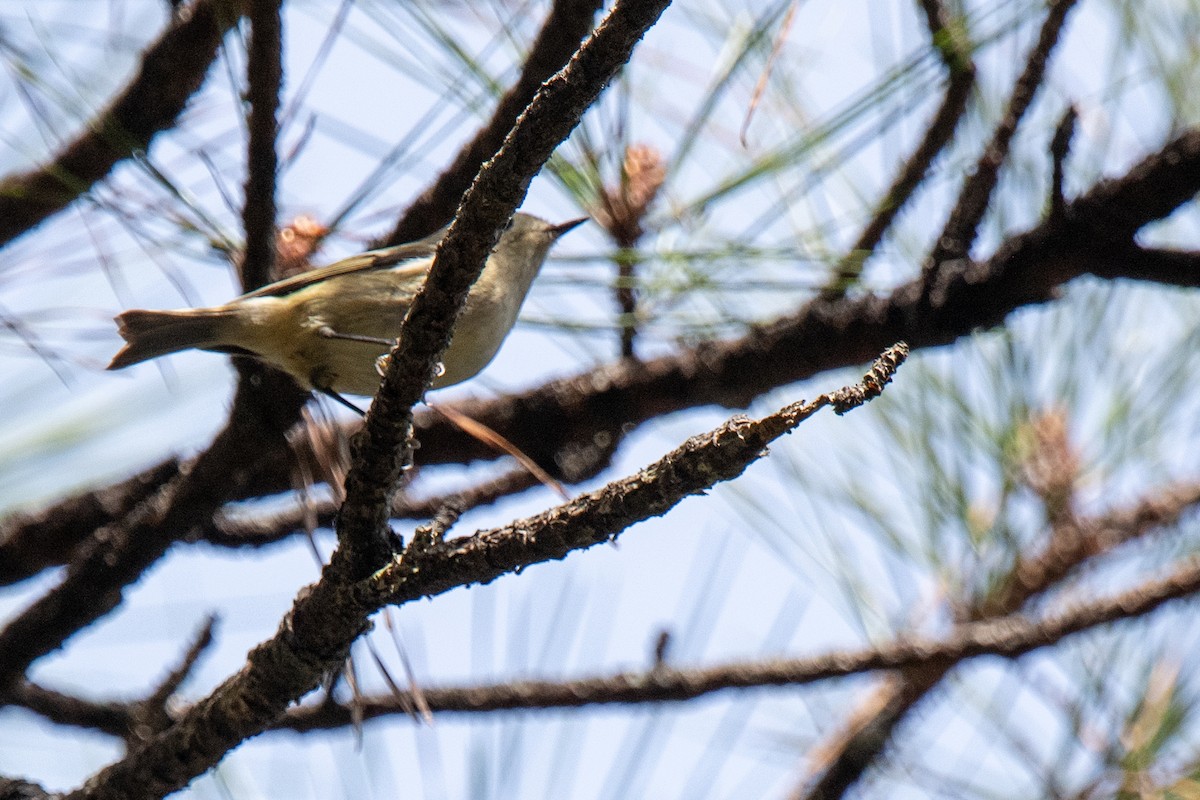 Ruby-crowned Kinglet - ML647139299