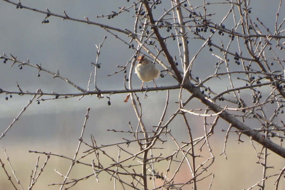 Белобровая овсянка - ML647139317