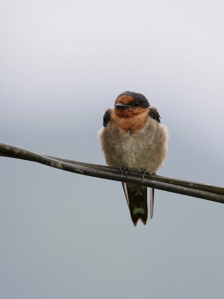 vlaštovka pacifická - ML647139322