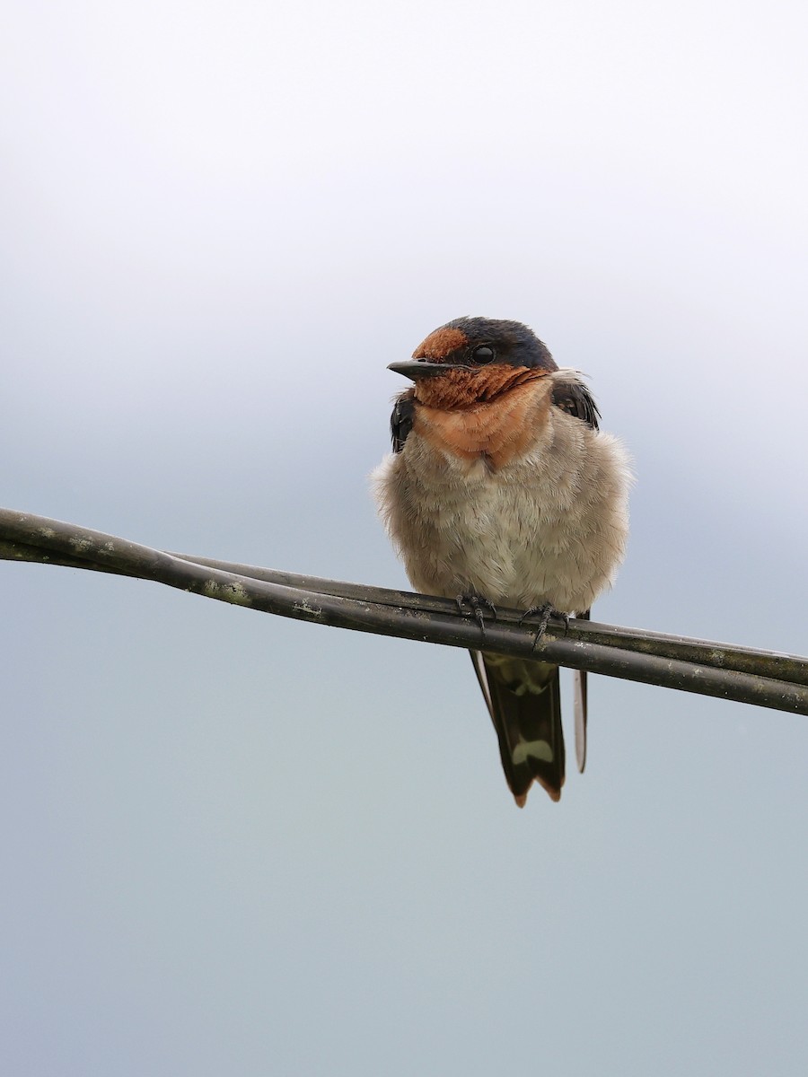 vlaštovka pacifická - ML647139323