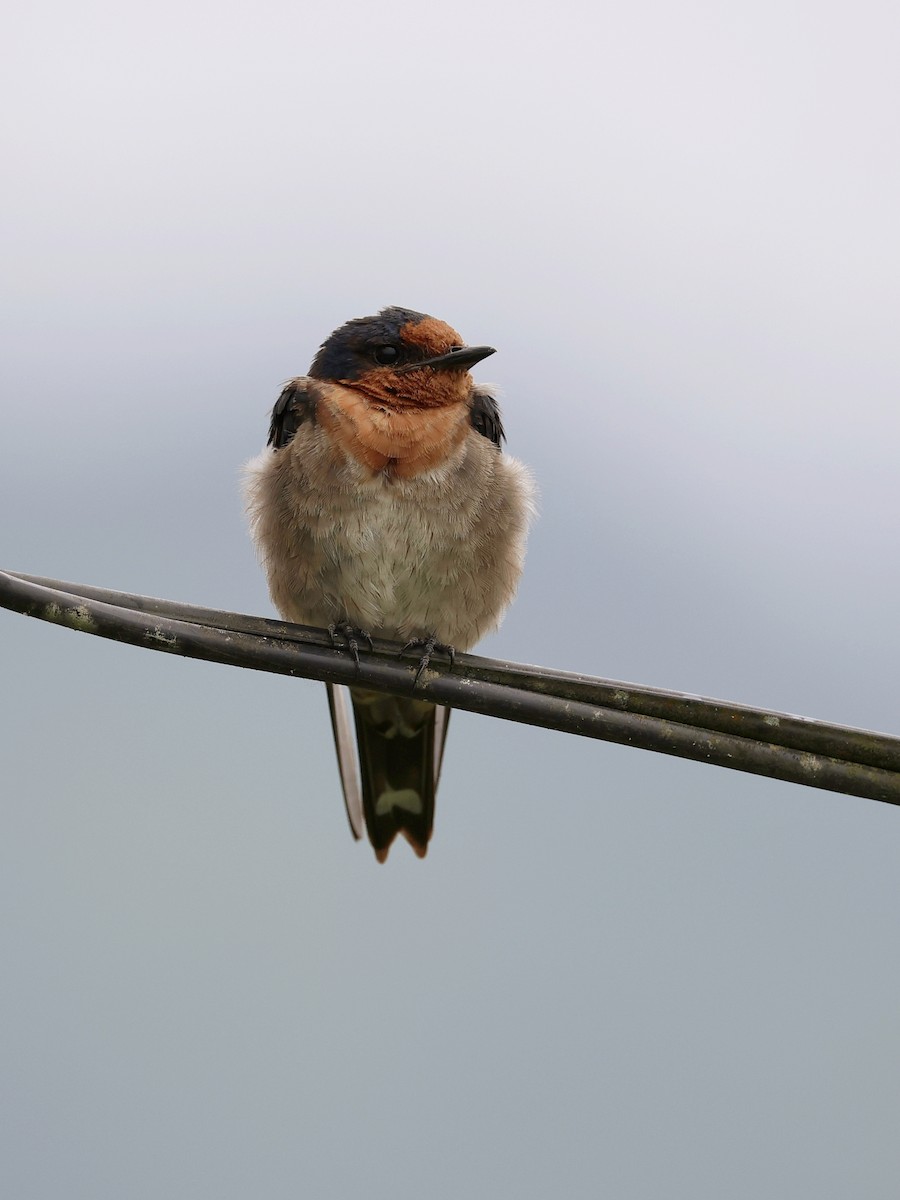 vlaštovka pacifická - ML647139325