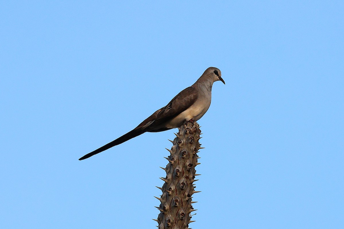 hrdlička kapská - ML647139340