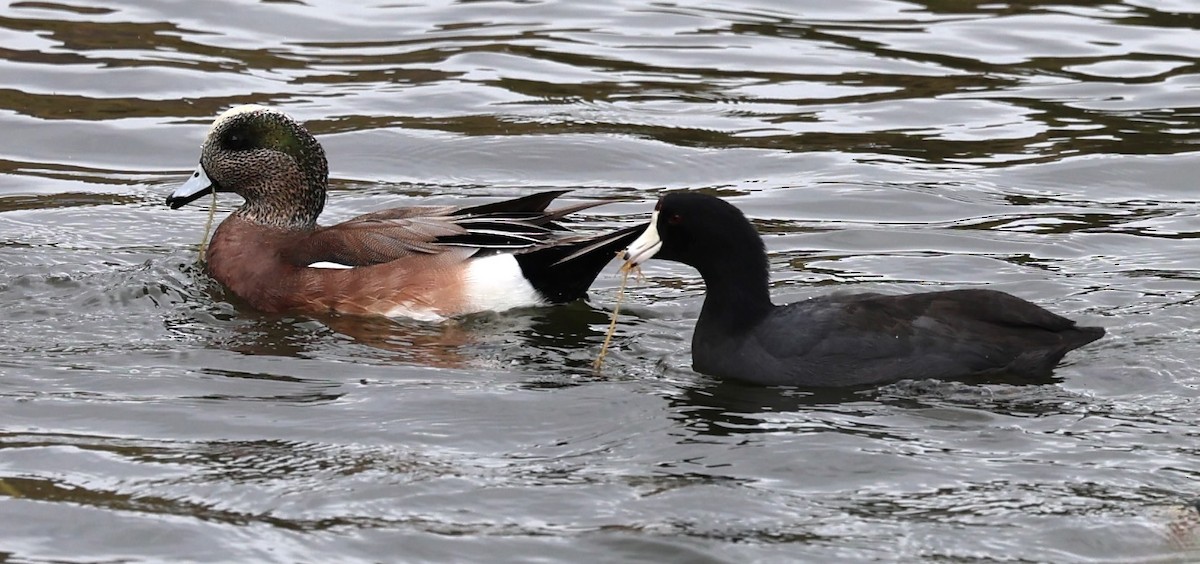American Wigeon - ML647139351