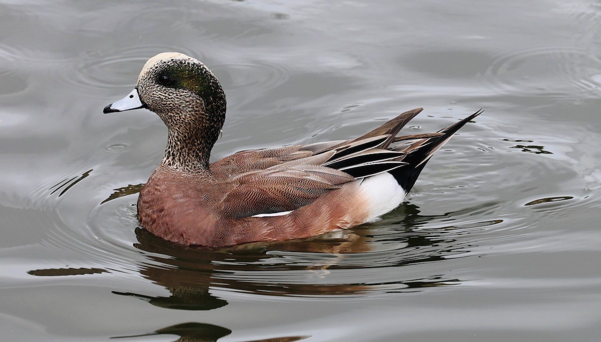 American Wigeon - ML647139352