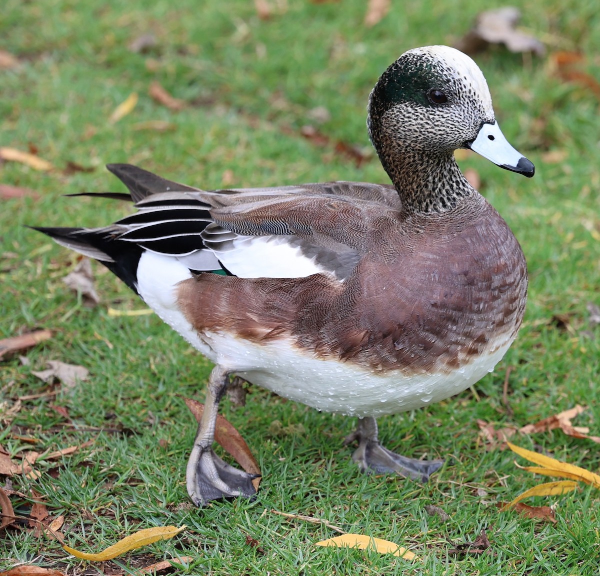 American Wigeon - ML647139353