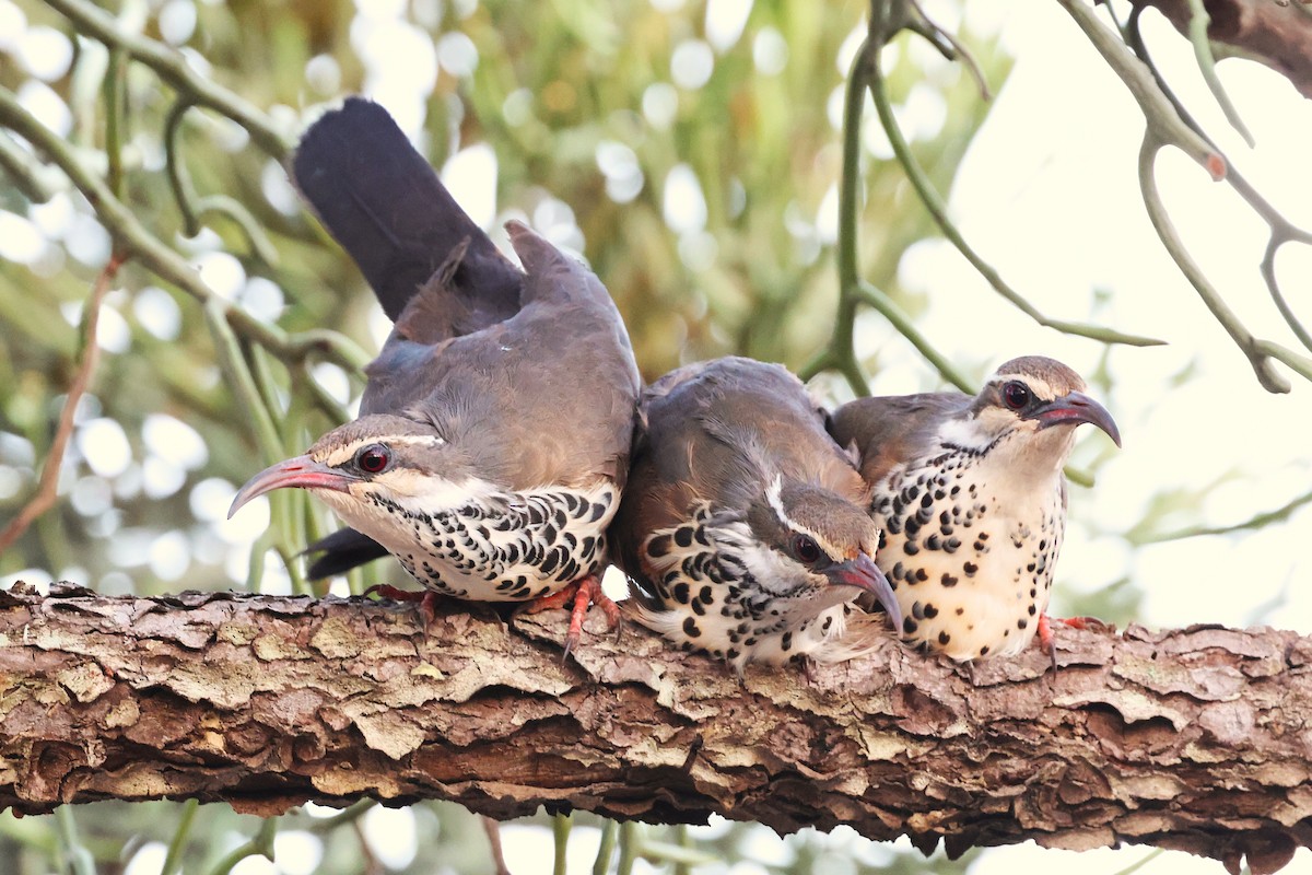 krumnebbmesitt - ML647139368