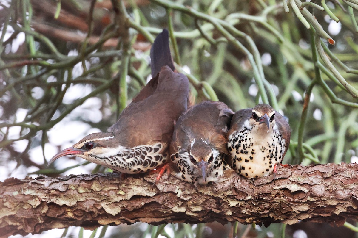 krumnebbmesitt - ML647139369