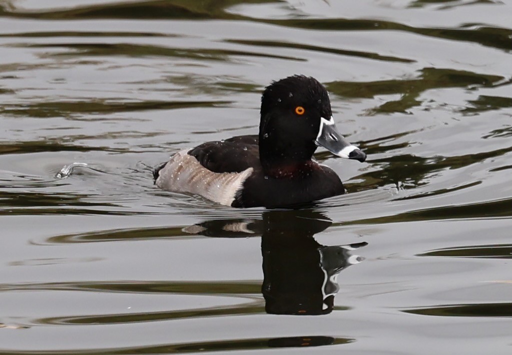 Ring-necked Duck - ML647139374