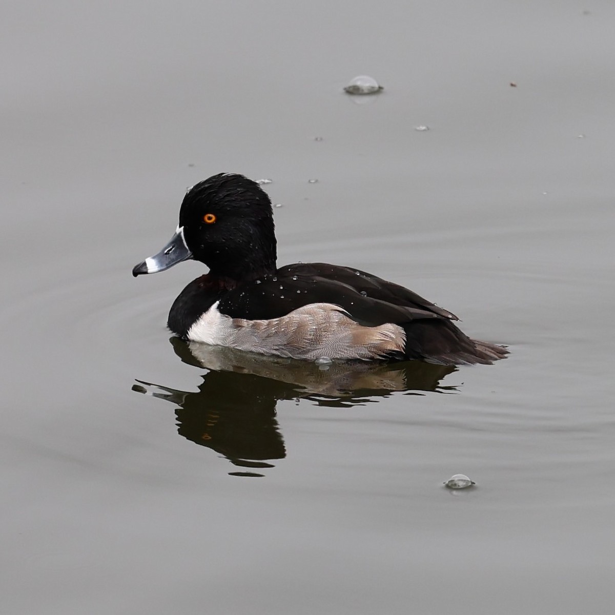 Ring-necked Duck - ML647139375