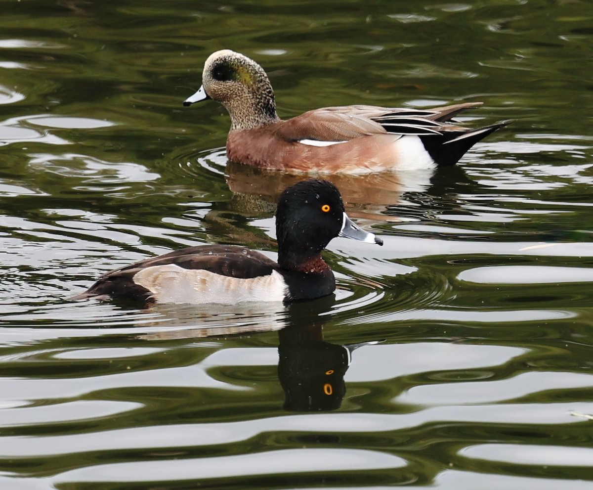Ring-necked Duck - ML647139376