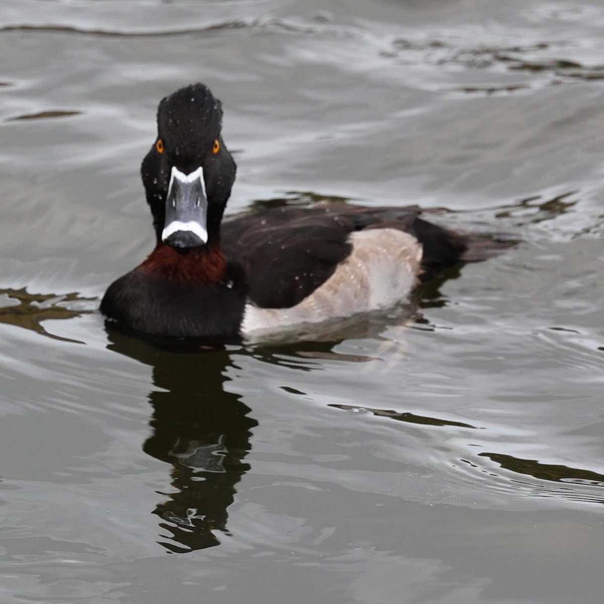 Ring-necked Duck - ML647139377