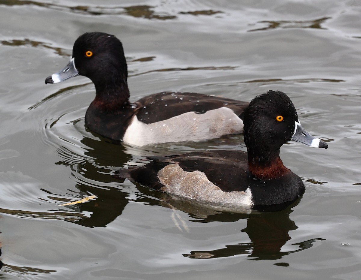 Ring-necked Duck - ML647139378