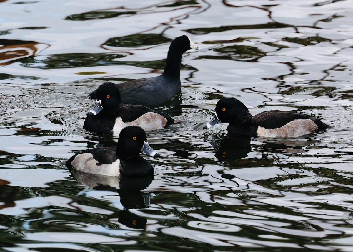 Ring-necked Duck - ML647139379