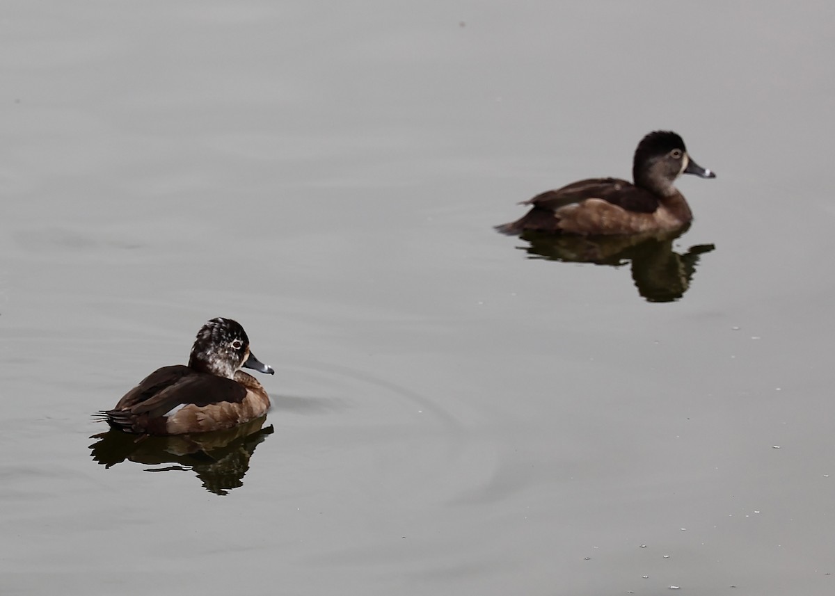 Ring-necked Duck - ML647139380