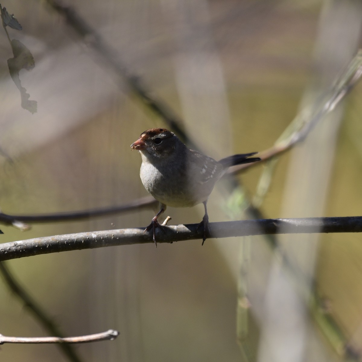 Белобровая овсянка (leucophrys/oriantha) - ML647139381
