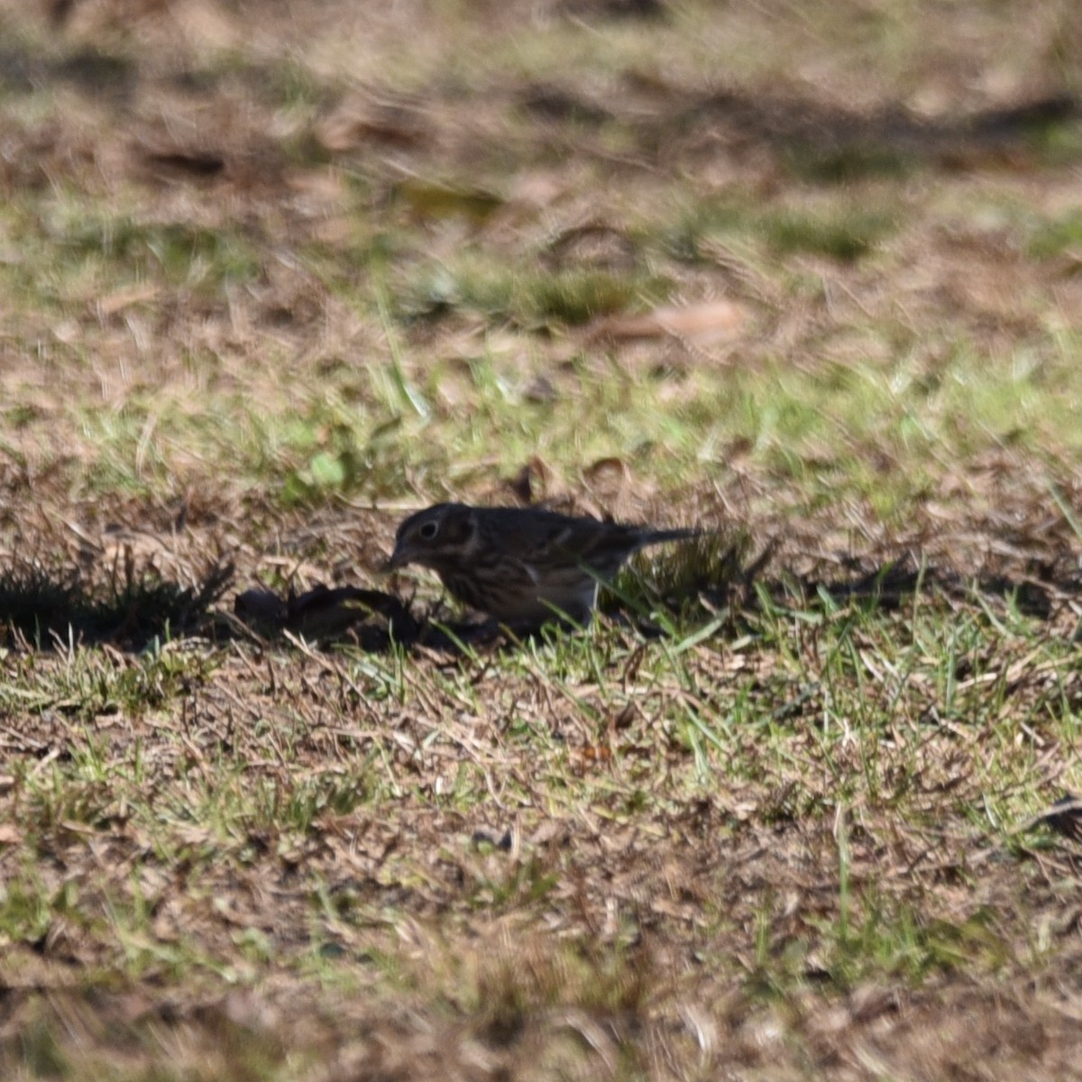 Vesper Sparrow - ML647139389