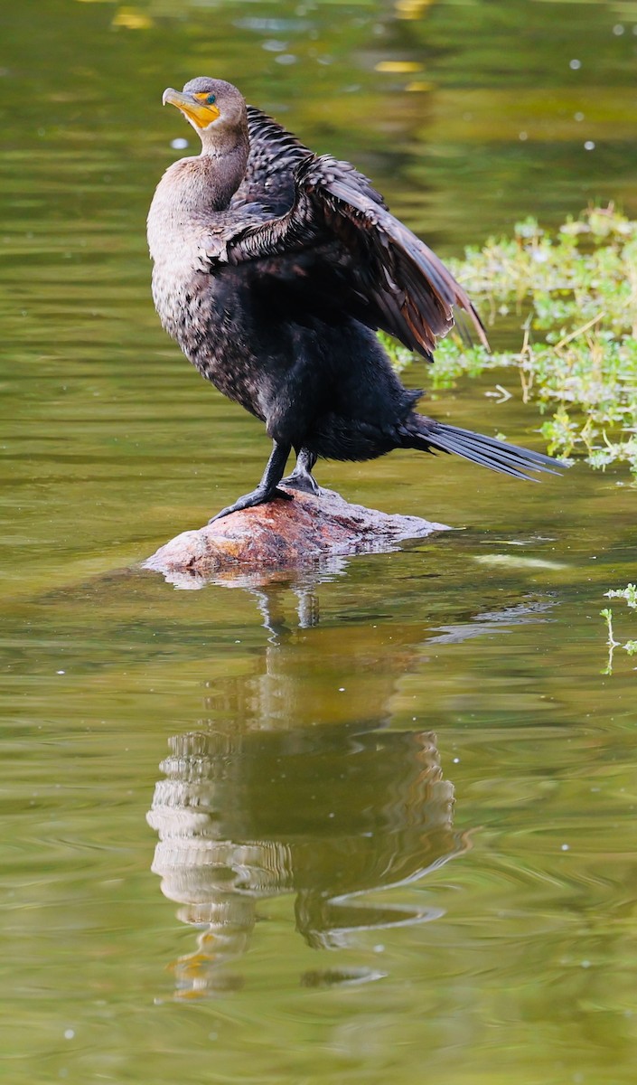 Double-crested Cormorant - ML647139395