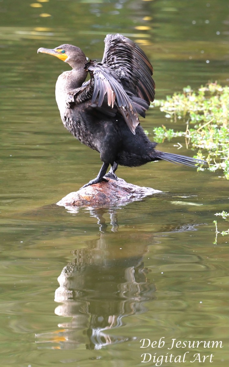 Double-crested Cormorant - ML647139396