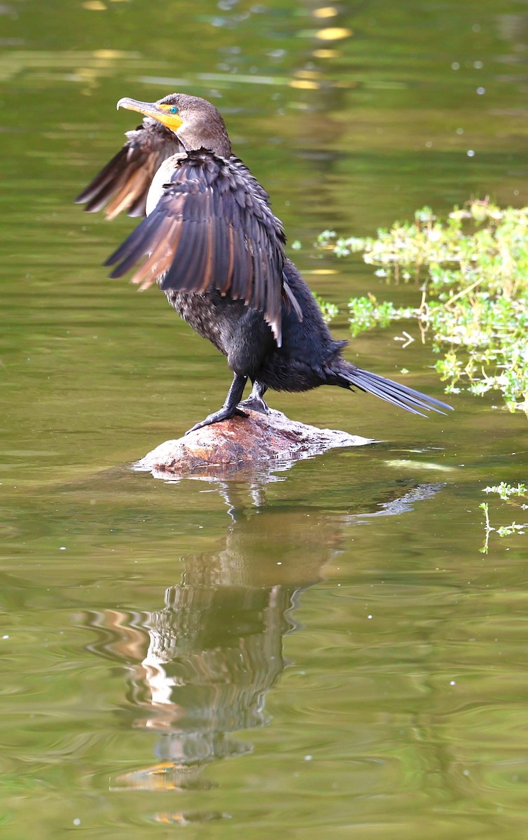 Double-crested Cormorant - ML647139397